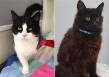 Fifteen cats rescued from Carlisle home