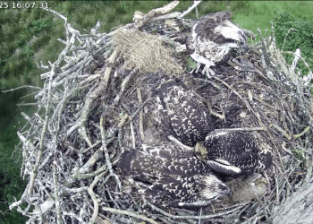 Bassenthwaite osprey chicks get clean bill of health