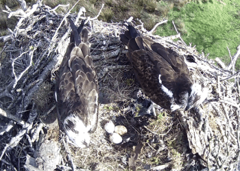 Hat-trick for Bassenthwaite osprey pair with three eggs confirmed