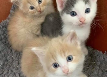 Show you care for cats this kitten season