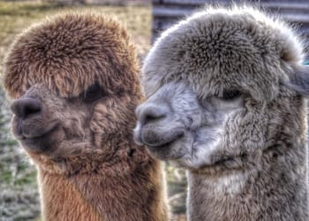VIDEO: Superfast fibre makes world of difference to Cumbrian alpaca farm