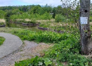 Enjoy Workington’s nature reserves – but please act responsibly