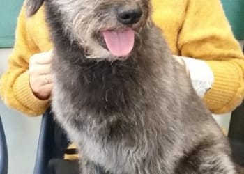 Appeal to save Molly