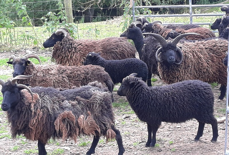 Rare Breed: Sheep