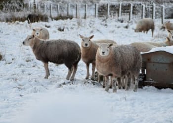 It’s snow joke…more of your pictures