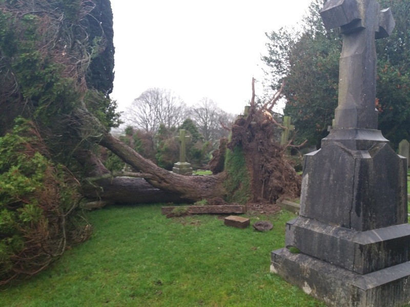 One of the trees blown over at Ulverston cemetery due to Storm Brendan