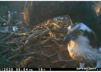 First osprey returns to Lake District breeding site