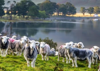 A Manifesto for the Landscape of Cumbria