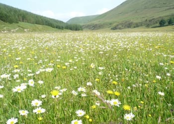 Discover a lesser-known wildflower haven in the Lake District