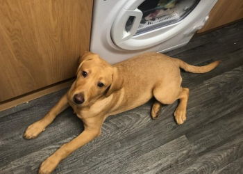 Puppy swept away in River Eden