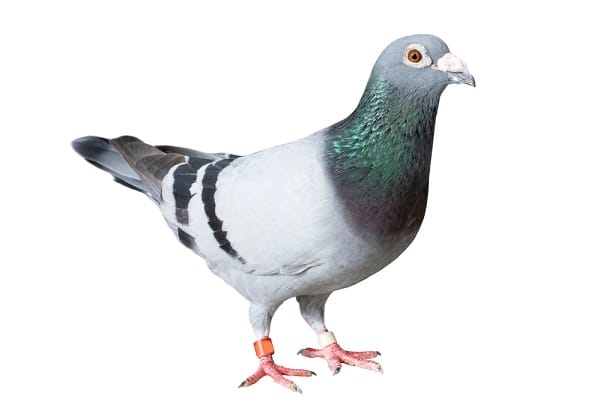 pigeon