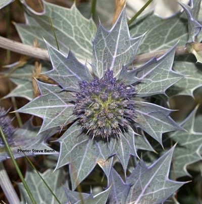 Plant Sea Holly North Walney NNR