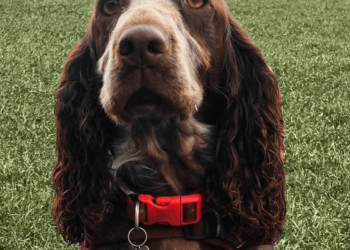 Oak Tree Animals’ Charity offer support to pet owners after rise in demand