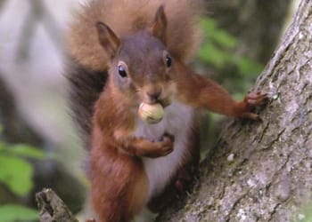Wanted: wonderful photos of Cumbria’s wildlife