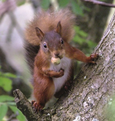 Red squirrel (photo Andrew Walter)