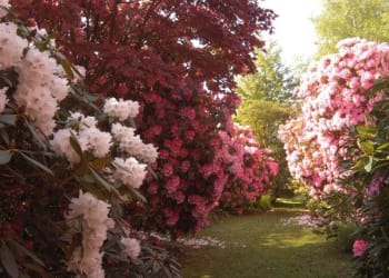 Virtual ‘Cumbrian Flower Show’ Aims to Lift Garden Lovers Spirits