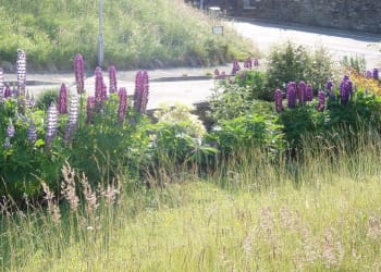 Eden grass owners urged to let it grow for nature this summer
