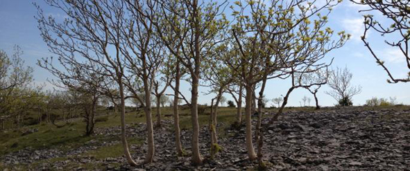 Ash trees at Scout Scar near Kendal. Photo: Judith Wallen