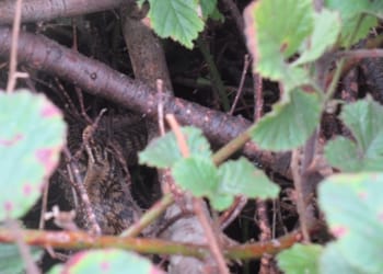 Seascale sightings of secretive snakes