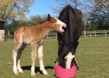 Meet Cosmo the quarantine foal