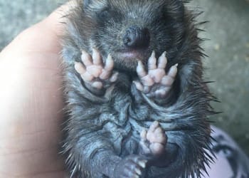 Hoglet baby boom predicted across Cumbria following COVID-19 lockdown