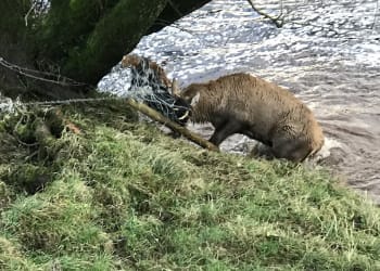 Rescue mission to save huge red stag tangled in wire and trapped in river
