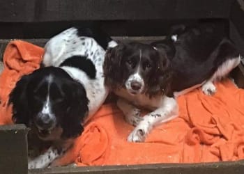 Dogs stolen in Carlisle