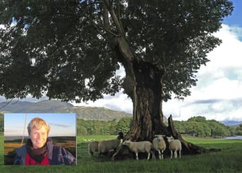 Cumbria’s Top Tree revealed