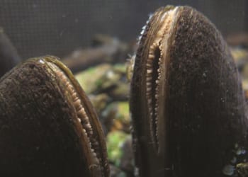 FBA to release endangered Freshwater Mussels into Cumbrian river