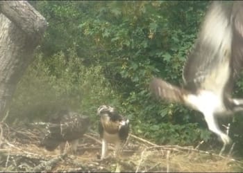 First flights for young Bassenthwaite Ospreys
