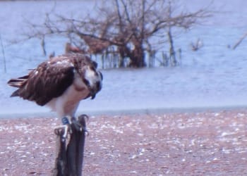 Cumbrian osprey spotted in The Gambia
