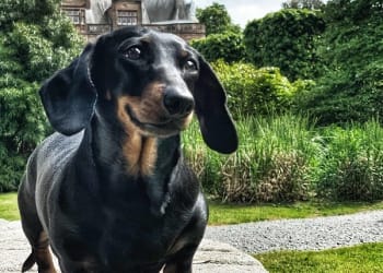 Cumbrian Heritage Group Promoted Doggy-Distanced Days Out in Cumbria
