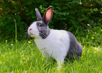 Call for pet owners to vaccinate rabbits