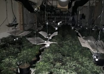 Cannabis farm believed to be worth up to £500,000 dismantled