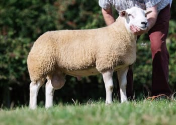 Vorn Texel’s Cutting Edge Genetics Head to Borderway