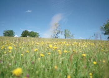 A Film Guide to the Wildflowers of the Westmorland Dales