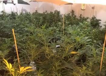 Members of the public help police uncover cannabis farm