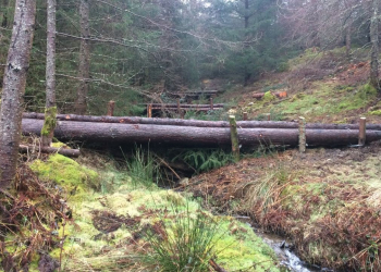 Whinlatter Forest project aims to slow floodwater