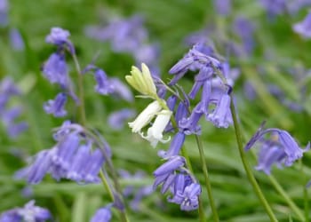 Rare sighting of white bluebell at The Wild Boar in Cumbria