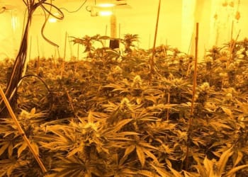 Man who acted as gardener of Whitehaven cannabis farm is jailed