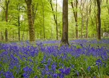 Thirlmere event to promote the value of ancient woodland restoration