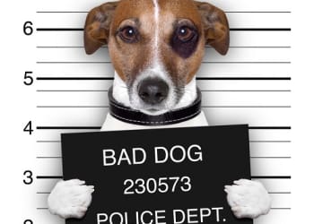 Owner of death row Whitehaven dog loses appeal against its destruction