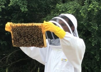 Making a bee-line to North Lakes