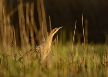 Booming great start to Bittern breeding season