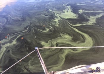 Environment Agency confirms Blue Green Algae in Derwentwater