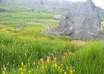 Local environmental organisations to benefit from share of £246k grant to fund post-pandemic Green Recovery