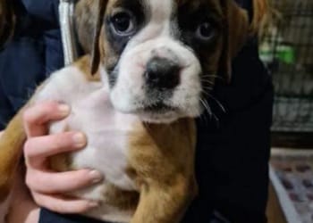 Police appeal for information about missing boxer puppies