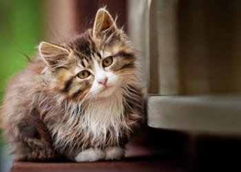 Cats Protection to open new su-paw-store in Carlisle