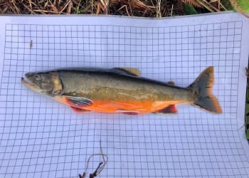 Iconic Ice Age species found in Ennerdale Water no longer on the brink of extinction