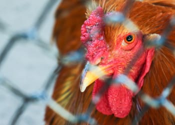 Ban on poultry gatherings to be lifted across England from 15 May